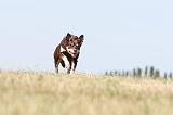 WORKING KELPIE 092